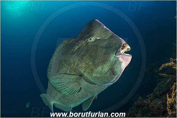 Tulamben, Bali, Indonesia, Liberty wreck, Bolbometopon muricatum, Bolbometopon, Scaridae, Bumphead Parrotfish, Parrotfish, Fish, Reef
