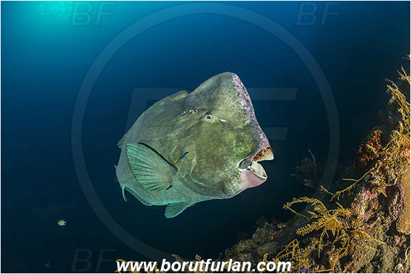 Tulamben, Bali, Indonesia, Liberty wreck, Bolbometopon muricatum, Bolbometopon, Scaridae, Bumphead Parrotfish, Parrotfish, Fish, Labroides dimidiatus, Labroides, Labridae, Cleaner Wrasse, Wrasse, Cleaning, Reef
