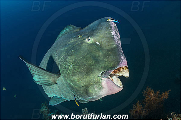Tulamben, Bali, Indonesia, Liberty wreck, Bolbometopon muricatum, Bolbometopon, Scaridae, Bumphead Parrotfish, Parrotfish, Fish, Labroides dimidiatus, Labroides, Labridae, Cleaner Wrasse, Wrasse, Cleaning, Reef