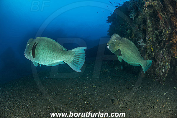 Tulamben, Bali, Indonesia, Liberty wreck, Bolbometopon muricatum, Bolbometopon, Scaridae, Bumphead Parrotfish, Parrotfish, Fish, Reef