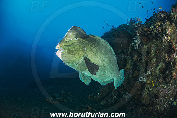 Tulamben, Bali, Indonesia, Liberty wreck, Bolbometopon muricatum, Bolbometopon, Scaridae, Bumphead Parrotfish, Parrotfish, Fish, Reef