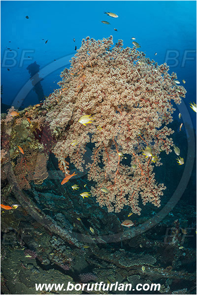Tulamben, Bali, Indonesia, Liberty wreck, Siphonogorgia sp., Siphonogorgia, Nidaliidae, Sea fan, Coral, Cnidaria, Cnidarian, Reef