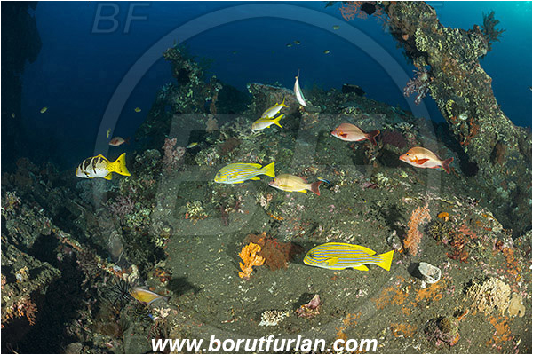 Tulamben, Bali, Indonesia, Liberty wreck, Plectorhinchus polytaenia, Plectorhinchus, Haemulidae, Ribboned sweetlips, Yellow-ribbon sweetlips, Sweetlips, Plectropomus laevis, Plectropomus, Serranidae, Saddle grouper, Blacksaddle grouper, Grouper, Fish, Lutjanus gibbus, Lutjanus, Lutjanidae, Humpback red snapper, Snapper, Reef