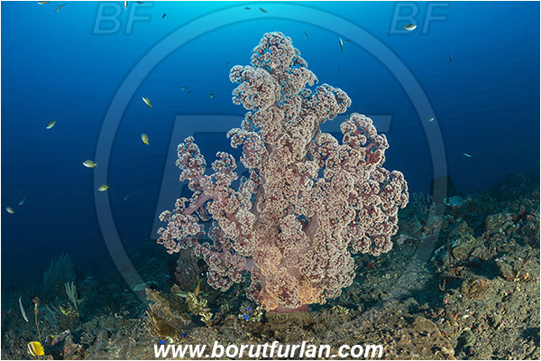 Tulamben, Bali, Indonesia, Liberty wreck, Dendronephthya sp., Dendronephthya, Nephtheidae, Soft coral, Coral, Anthozoa, Cnidaria, Cnidarian, Reef