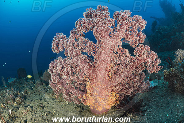 Tulamben, Bali, Indonesia, Liberty wreck, Dendronephthya sp., Dendronephthya, Nephtheidae, Soft coral, Coral, Anthozoa, Cnidaria, Cnidarian, Reef