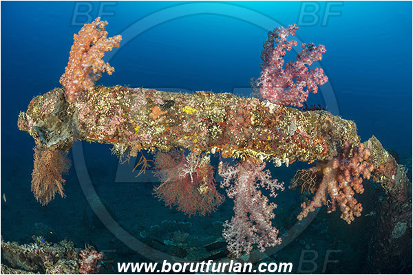 Tulamben, Bali, Indonesia, Liberty wreck, Dendronephthya sp., Dendronephthya, Nephtheidae, Soft coral, Coral, Anthozoa, Cnidaria, Cnidarian, Reef