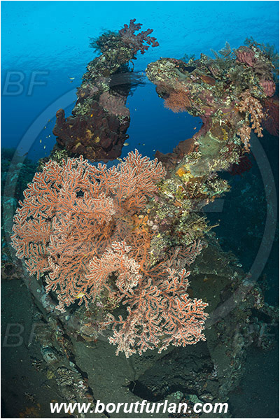 Tulamben, Bali, Indonesia, Liberty wreck, Acabaria sp., Acabaria, Melithaeidae, Anthozoa, Sea fan, Coral, Cnidaria, Cnidarian, Reef