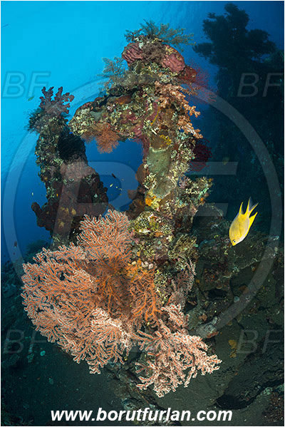 Tulamben, Bali, Indonesia, Liberty wreck, Acabaria sp., Acabaria, Melithaeidae, Anthozoa, Sea fan, Coral, Cnidaria, Cnidarian, Reef