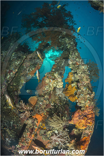 Tulamben, Bali, Indonesia, Liberty wreck, Reef