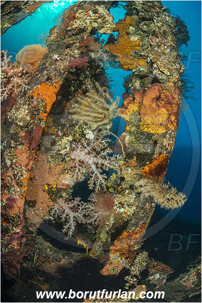 Tulamben, Bali, Indonesia, Liberty wreck, Reef