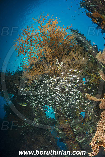 Tulamben, Bali, Indonesia, Liberty wreck, Antipathes sp., Antipathes, Antipathidae, Anthozoa, Cnidaria, Cnidarian, Black coral, Coral, Parapriacanthus ransonneti, Parapriacanthus, Pempheridae, Glassfish, Glassy sweeper, Sweeper, Fish, Fish school, Reef