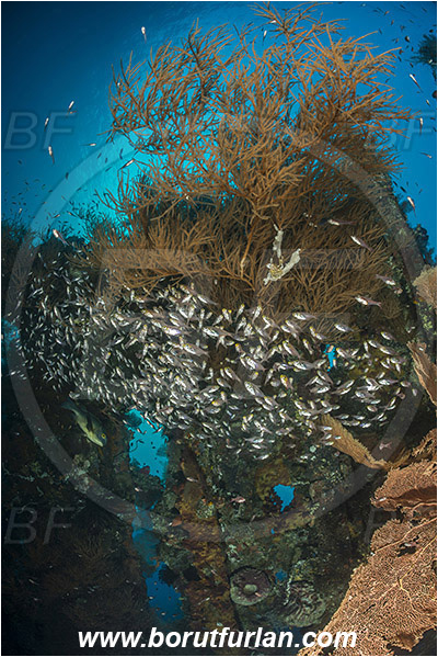 Tulamben, Bali, Indonesia, Liberty wreck, Antipathes sp., Antipathes, Antipathidae, Anthozoa, Cnidaria, Cnidarian, Black coral, Coral, Parapriacanthus ransonneti, Parapriacanthus, Pempheridae, Glassfish, Glassy sweeper, Sweeper, Fish, Fish school, Reef