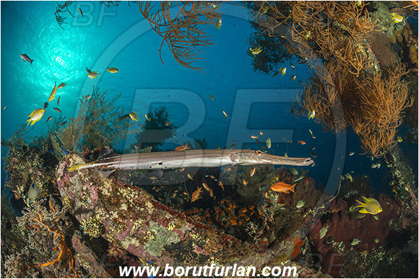 Tulamben, Bali, Indonesia, Liberty wreck, Antipathes sp., Antipathes, Antipathidae, Anthozoa, Cnidaria, Cnidarian, Black coral, Coral, Aulostomus chinensis, Aulostomus, Aulostomidae, Chinese trumpetfish, Trumpetfish, Fish, Reef