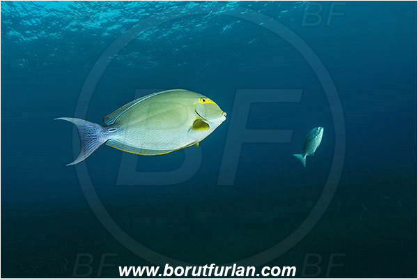 Tulamben, Bali, Indonesia, Acanthurus xanthopterus, Acanthurus, Acanthuridae, Yellowfin Surgeonfish, Surgeonfish, Fish, Fish school, Reef