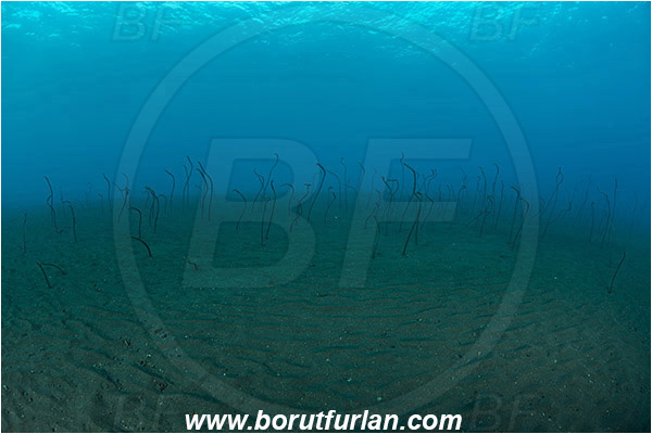 Tulamben, Bali, Indonesia, Gorgasia barnesi, Gorgasia, Congridae, Barnes