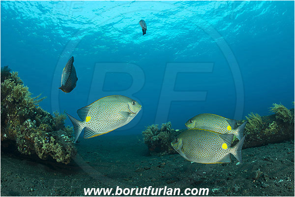 Tulamben, Bali, Indonesia, Siganus guttatus, Siganus, Siganidae, Spinefoot, Orange-spotted Spinefoot, Golden Rabbitfish, Rabbitfish, Fish, Fish school, Reef