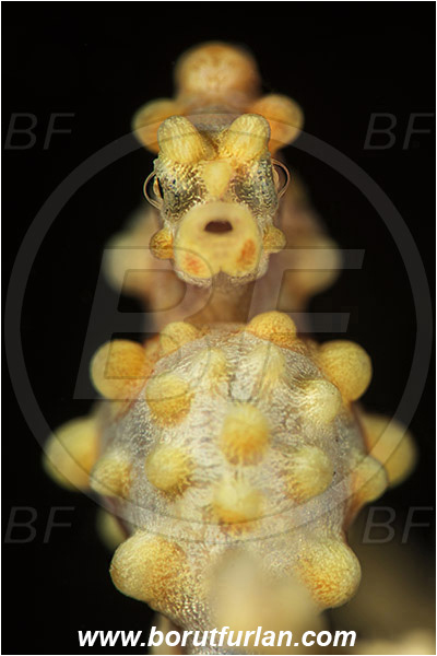 Tulamben, Bali, Indonesia, Hippocampus bargibanti, Hippocampus, Syngnathidae, Bargibanti Pygmy Seahorse, Pygmy seahorse, Seahorse, Fish