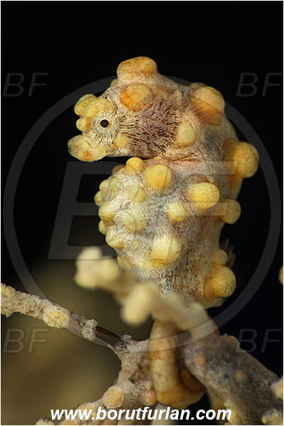 Tulamben, Bali, Indonesia, Hippocampus bargibanti, Hippocampus, Syngnathidae, Bargibanti Pygmy Seahorse, Pygmy seahorse, Seahorse, Fish