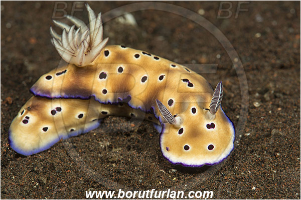 Tulamben, Bali, Indonesia, Risbecia tryoni, Risbecia, Chromodorididae, Risbecia nudibranch, Nudibranch, Sea slug, Gastropoda, Mollusca, Mollusc