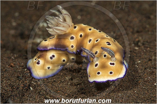 Tulamben, Bali, Indonesia, Risbecia tryoni, Risbecia, Chromodorididae, Risbecia nudibranch, Nudibranch, Sea slug, Gastropoda, Mollusca, Mollusc