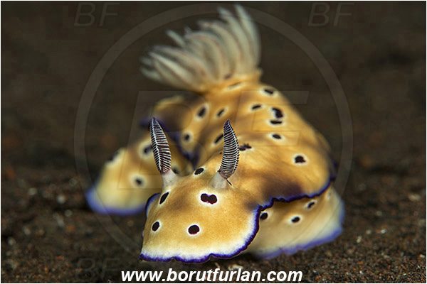 Tulamben, Bali, Indonesia, Risbecia tryoni, Risbecia, Chromodorididae, Risbecia nudibranch, Nudibranch, Sea slug, Gastropoda, Mollusca, Mollusc