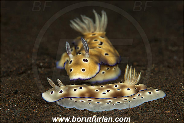 Tulamben, Bali, Indonesia, Risbecia tryoni, Risbecia, Chromodorididae, Risbecia nudibranch, Nudibranch, Sea slug, Gastropoda, Mollusca, Mollusc