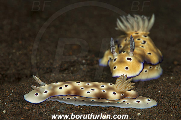Tulamben, Bali, Indonesia, Risbecia tryoni, Risbecia, Chromodorididae, Risbecia nudibranch, Nudibranch, Sea slug, Gastropoda, Mollusca, Mollusc