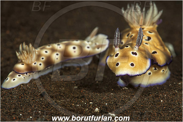 Tulamben, Bali, Indonesia, Risbecia tryoni, Risbecia, Chromodorididae, Risbecia nudibranch, Nudibranch, Sea slug, Gastropoda, Mollusca, Mollusc, Mating