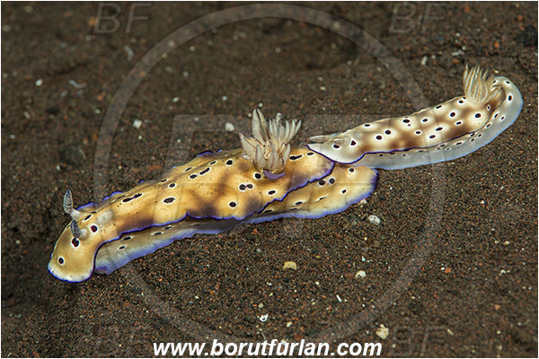 Tulamben, Bali, Indonesia, Risbecia tryoni, Risbecia, Chromodorididae, Risbecia nudibranch, Nudibranch, Sea slug, Gastropoda, Mollusca, Mollusc, Mating