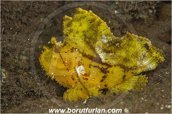 Tulamben, Bali, Indonesia, Taenianotus triacanthus, Taenianotus, Scorpaenidae, Leaf Scorpionfish, Scorpionfish, Fish