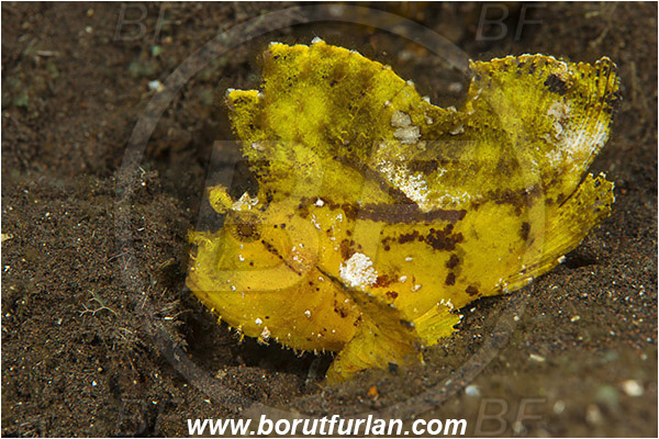 Tulamben, Bali, Indonesia, Taenianotus triacanthus, Taenianotus, Scorpaenidae, Leaf Scorpionfish, Scorpionfish, Fish