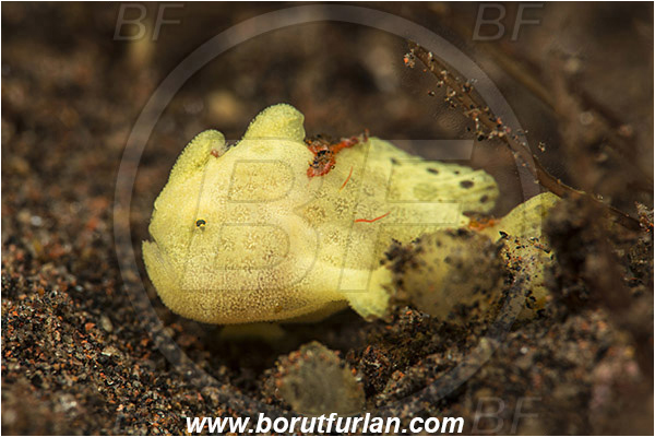 Tulamben, Bali, Indonesia, Antennarius pictus, Antennarius, Antennariidae, Painted frogfish, Frogfish, Fish, Juvenile