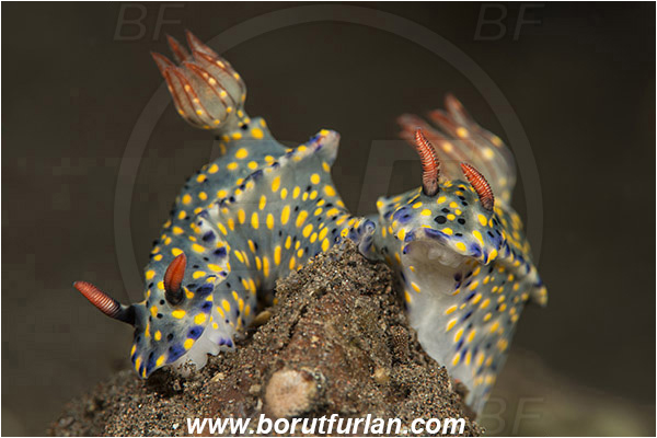 Tulamben, Bali, Indonesia, Hypselodoris infucata, Hypselodoris, Chromodorididae, Yellow-spotted nudibranch, Nudibranch, Sea slug, Gastropoda, Mollusca, Mollusc, Mating