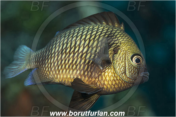 Tulamben, Bali, Indonesia, Dascyllus reticulatus, Dascyllus, Pomacentridae, Reticulated Damselfish, Damselfish, Fish
