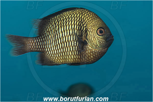 Tulamben, Bali, Indonesia, Dascyllus reticulatus, Dascyllus, Pomacentridae, Reticulated Damselfish, Damselfish, Fish