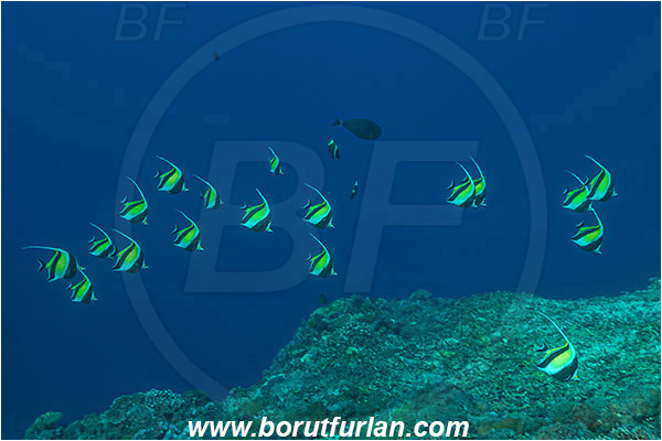 Nusa Penida, Bali, Indonesia, Zanclus cornutus, Zanclus, Zanclidae, Moorish Idol, Fish, Fish school, Reef