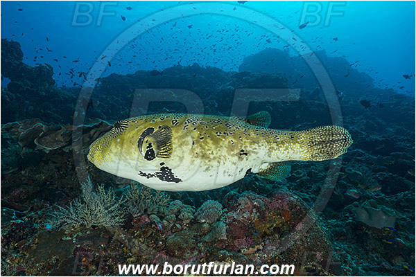 Nusa Penida, Bali, Indonesia, Arothron mappa, Arothron, Tetraodontidae, Map puffer, Puffer, Fish, Reef