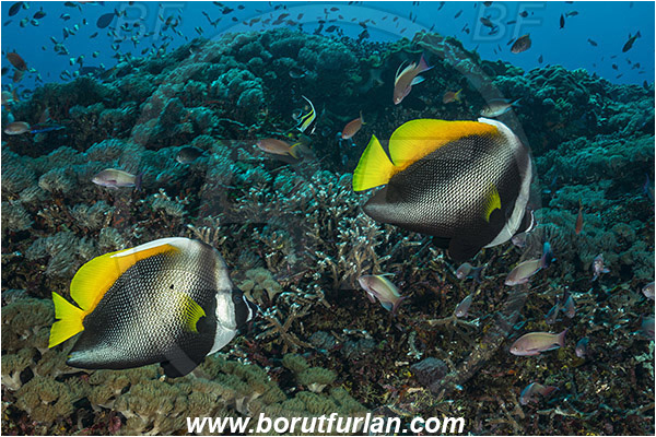 Nusa Penida, Bali, Indonesia, Heniochus singularius, Heniochus, Chaetodontidae, Singular bannerfish, Bannerfish, Butterflyfish, Fish, Reef
