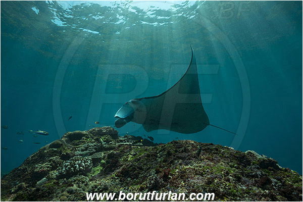 Nusa Penida, Bali, Indonesia, Mobula birostris, Mobula, Myliobatidae, Elasmobranchii, Giant Manta, Manta, Fish, Reef