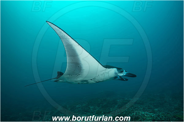 Nusa Penida, Bali, Indonesia, Mobula birostris, Mobula, Myliobatidae, Elasmobranchii, Giant Manta, Manta, Fish, Reef