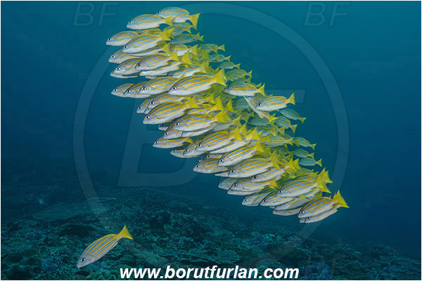 Nusa Penida, Bali, Indonesia, Lutjanus kasmira, Lutjanus, Lutjanidae, Bluestripe snapper, Snapper, Fish, Fish school, Reef