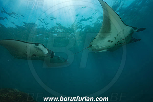 Nusa Penida, Bali, Indonesia, Mobula birostris, Mobula, Myliobatidae, Elasmobranchii, Giant Manta, Manta, Fish, Reef