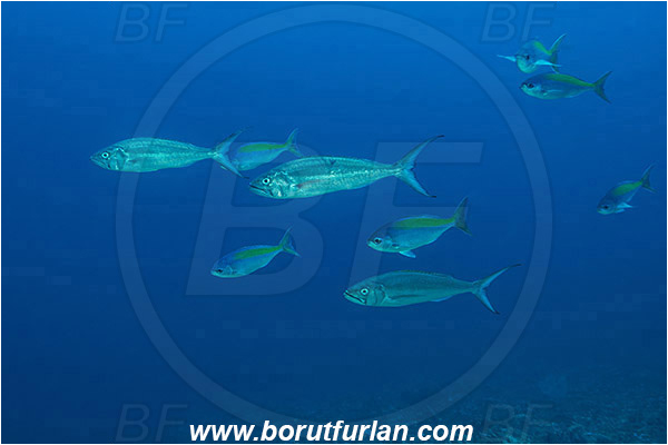 Nusa Penida, Bali, Indonesia, Aphareus furca, Aphareus, Lutjanidae, Small-toothed jobfish, Snapper, Caesio xanthonota, Caesio, Caesionidae, Yellowback fusilier, Fusilier, Fish, Fish school