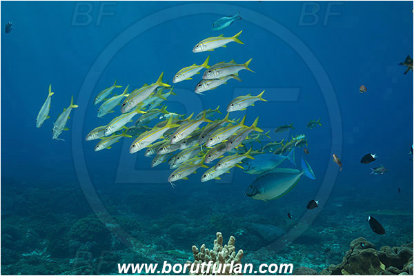Nusa Penida, Bali, Indonesia, Mulloidichthys vanicolensis, Mulloidichthys, Mullidae, Yellowfin Goatfish, Goatfish, Fish, Fish school, Reef