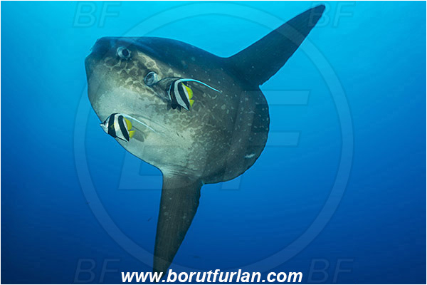 Nusa Penida, Bali, Indonesia, Mola mola, Mola, Molidae, Ocean sunfish, Sunfish, Fish, Heniochus acuminatus, Heniochus, Chaetodontidae, Longfin bannerfish, Bannerfish, Cleaning