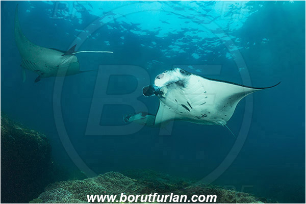 Nusa Penida, Bali, Indonesia, Mobula birostris, Mobula, Myliobatidae, Elasmobranchii, Giant Manta, Manta, Fish, Reef