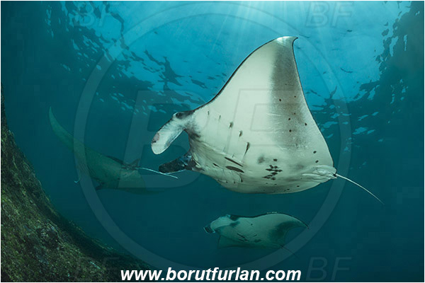 Nusa Penida, Bali, Indonesia, Mobula birostris, Mobula, Myliobatidae, Elasmobranchii, Giant Manta, Manta, Fish, Reef