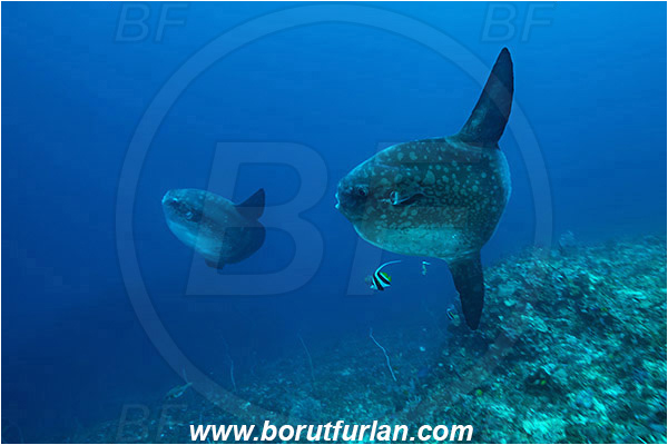 Nusa Penida, Bali, Indonesia, Mola mola, Mola, Molidae, Ocean sunfish, Sunfish, Fish, Heniochus acuminatus, Heniochus, Chaetodontidae, Longfin bannerfish, Bannerfish, Reef, Cleaning