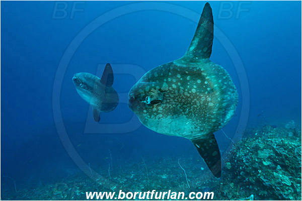 Nusa Penida, Bali, Indonesia, Mola mola, Mola, Molidae, Ocean sunfish, Sunfish, Fish, Reef