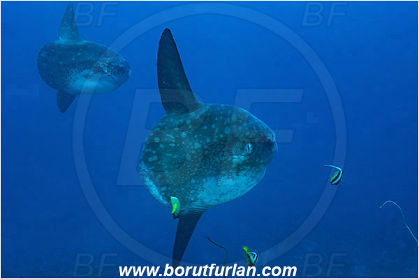 Nusa Penida, Bali, Indonesia, Mola mola, Mola, Molidae, Ocean sunfish, Sunfish, Fish, Heniochus acuminatus, Heniochus, Chaetodontidae, Longfin bannerfish, Bannerfish, Pomacanthus imperator, Pomacanthus, Pomacanthidae, Emperor Angelfish, Angelfish, Reef, Cleaning